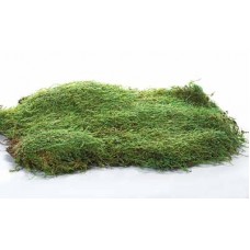 SHEET MOSS (BULK)